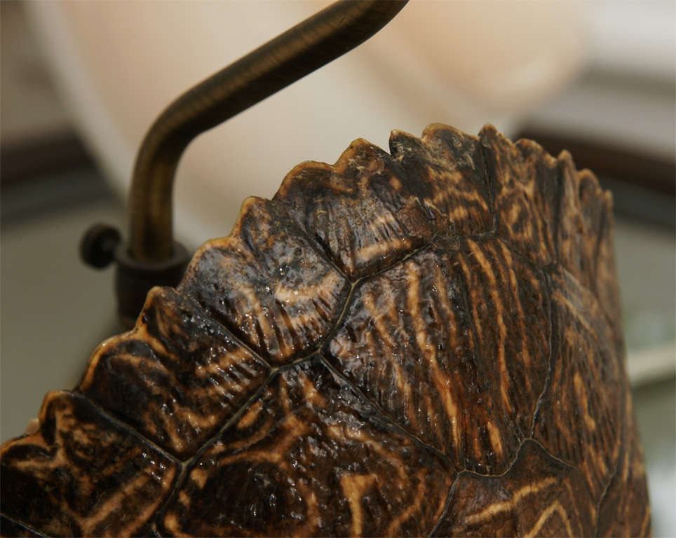 Pair of Turtle Shell Lamps 4