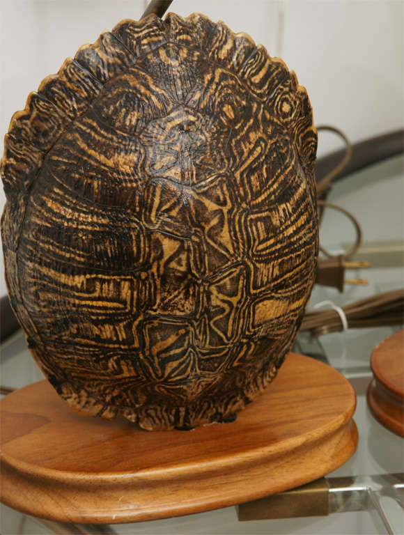 Pair of Turtle Shell Lamps 5