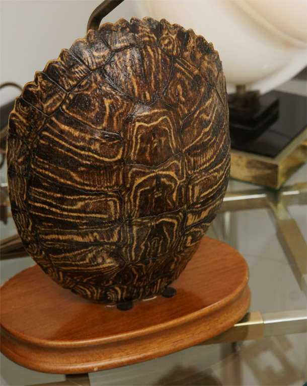 Pair of Turtle Shell Lamps 6