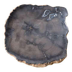 Organic Slice Of Petrified Wood