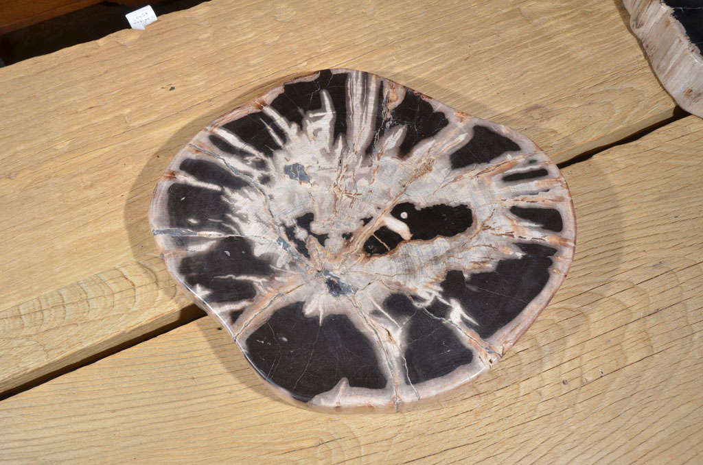 Organic Slice Of Paleolithic Petrified Wood