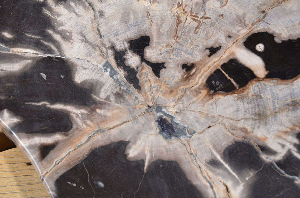 Asian Organic Slice Of Petrified Wood