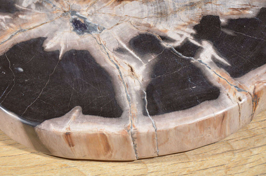 18th Century and Earlier Organic Slice Of Petrified Wood