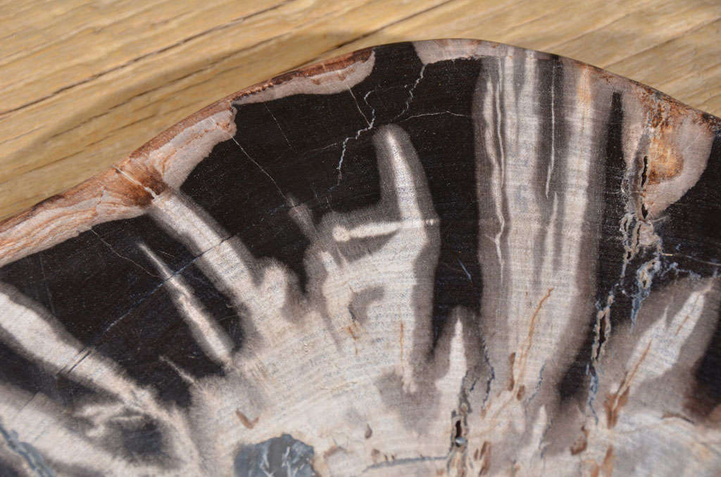 Organic Slice Of Petrified Wood 1