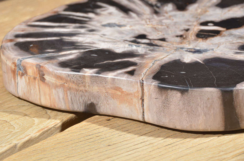 Organic Slice Of Petrified Wood 2