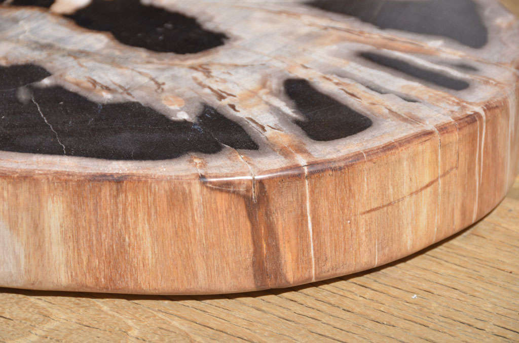 Organic Slice Of Petrified Wood 3
