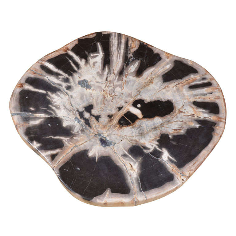 Organic Slice Of Petrified Wood