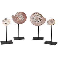 Ammonite Fossil Shell on Stand