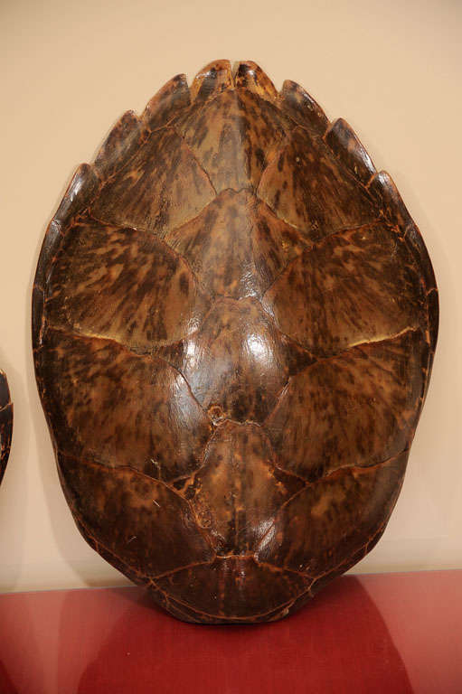 A Set of Two Large Tortoiseshell's