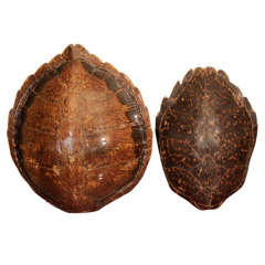 A Set of Two Large Tortoiseshell's