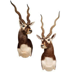 Vintage Matched Pair of African Antelopes