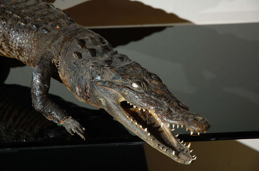 baby alligator for sale