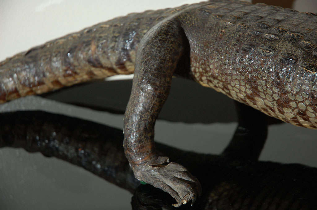 20th Century BABY ALLIGATOR For Sale