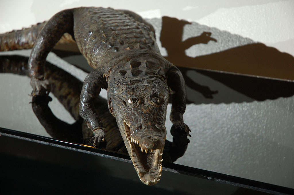 BABY ALLIGATOR For Sale 1