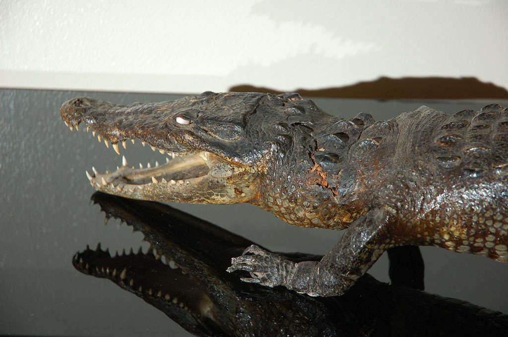 BABY ALLIGATOR For Sale 3