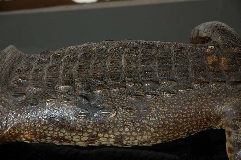 BABY ALLIGATOR For Sale 4