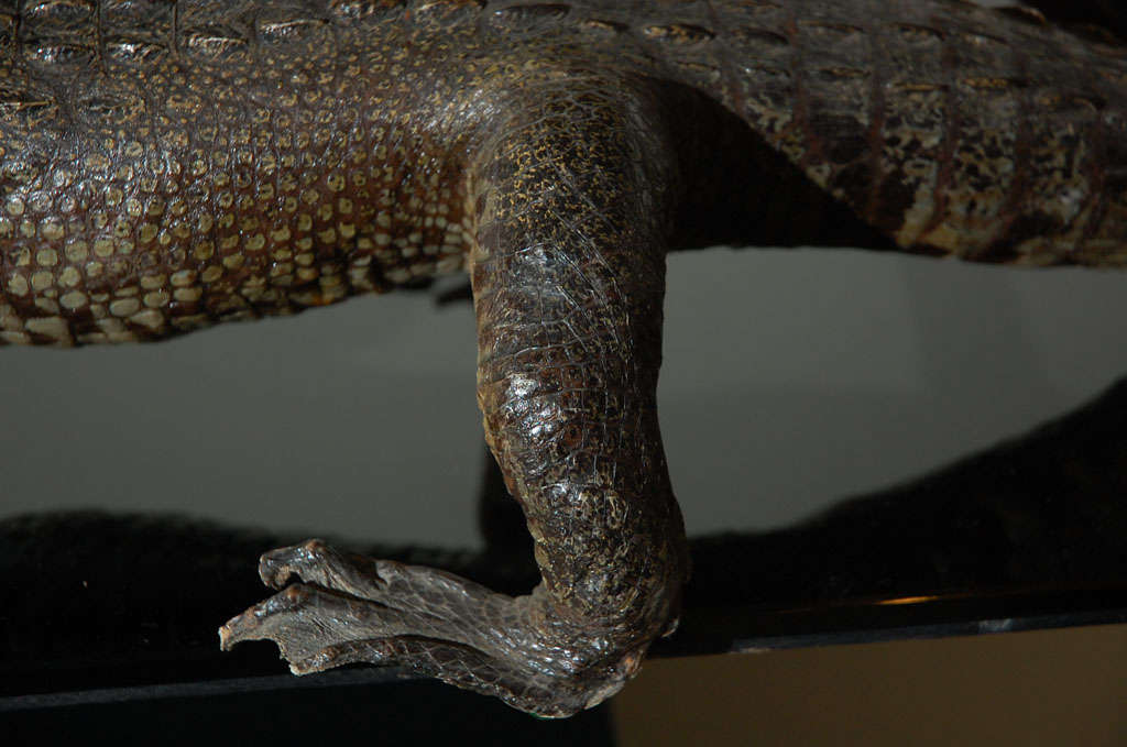 BABY ALLIGATOR For Sale 5