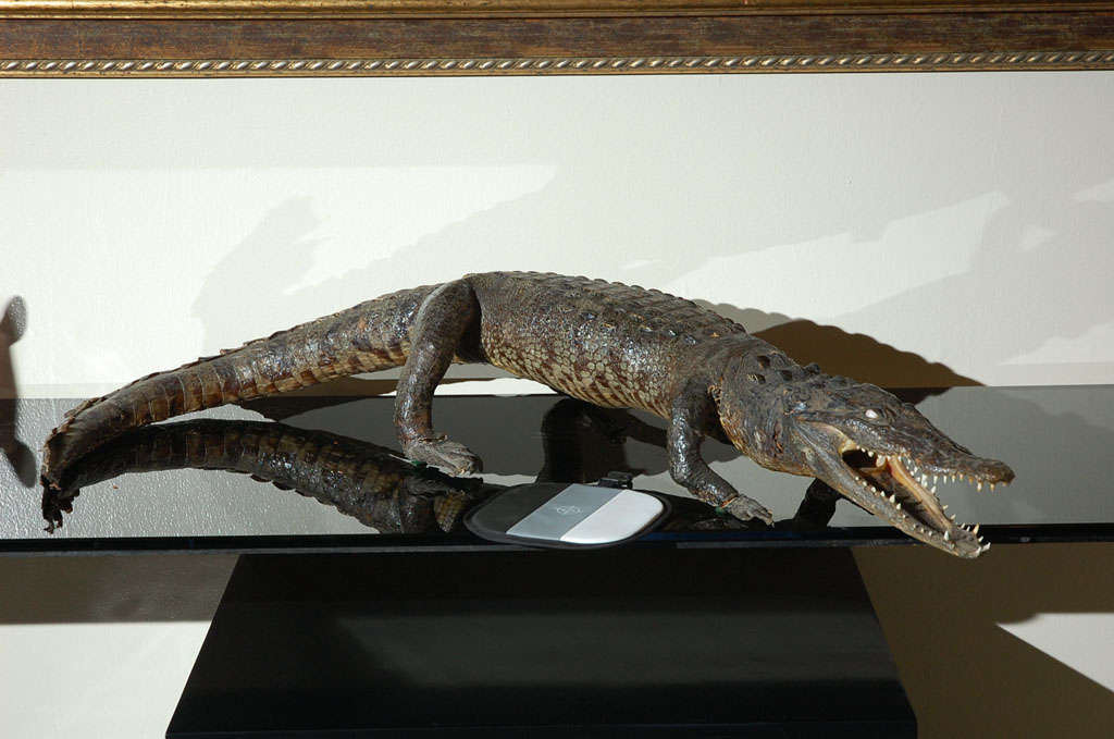 Lifesize Baby Alligator.