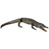 BABY ALLIGATOR