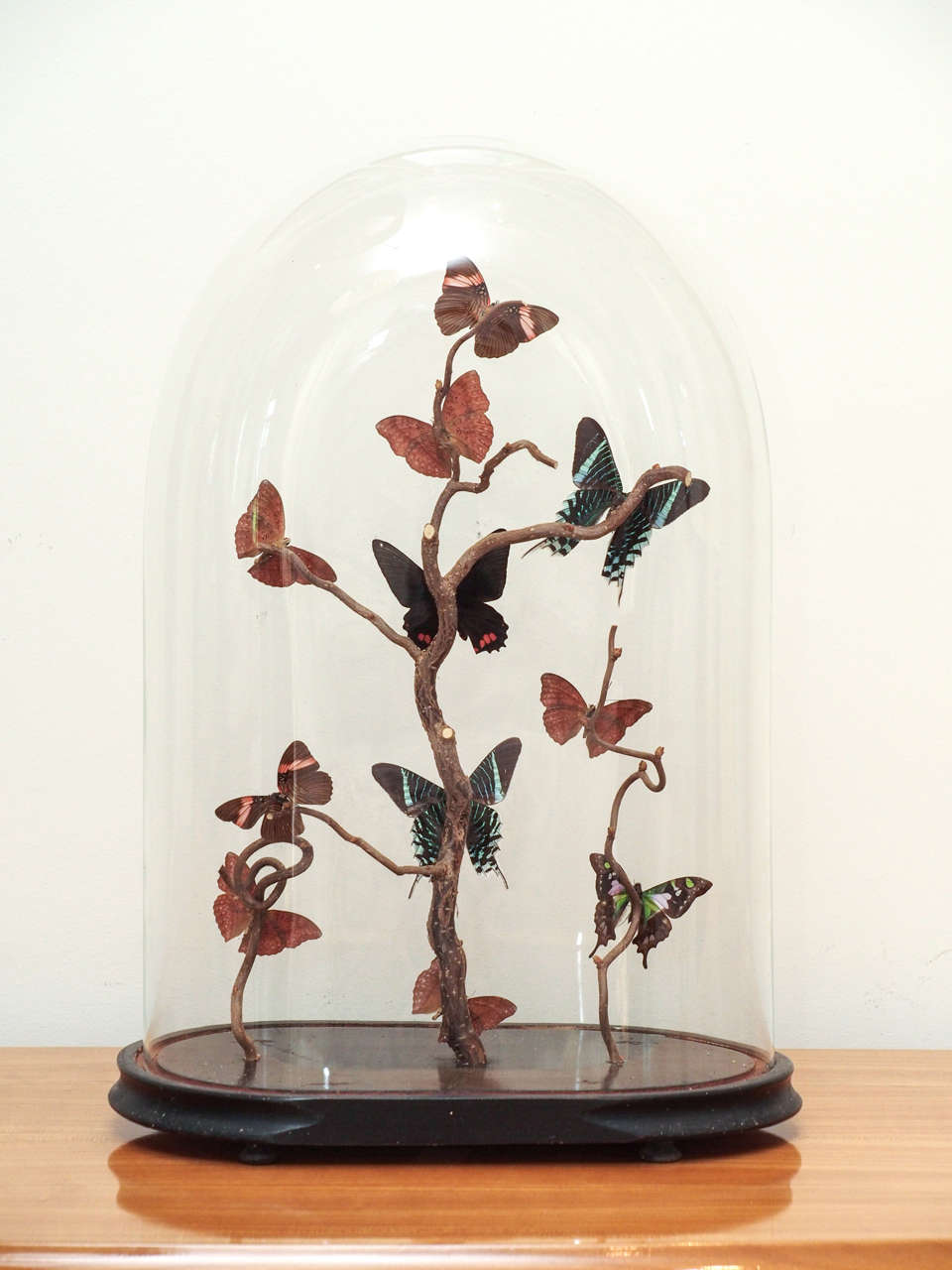 Specimen Butterflies under Glass Dome