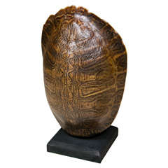 Vintage Turtle Shell on Wooden Stand