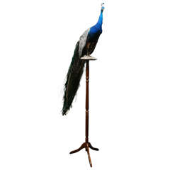 Peacock From The Rio Grande Locale with Stand