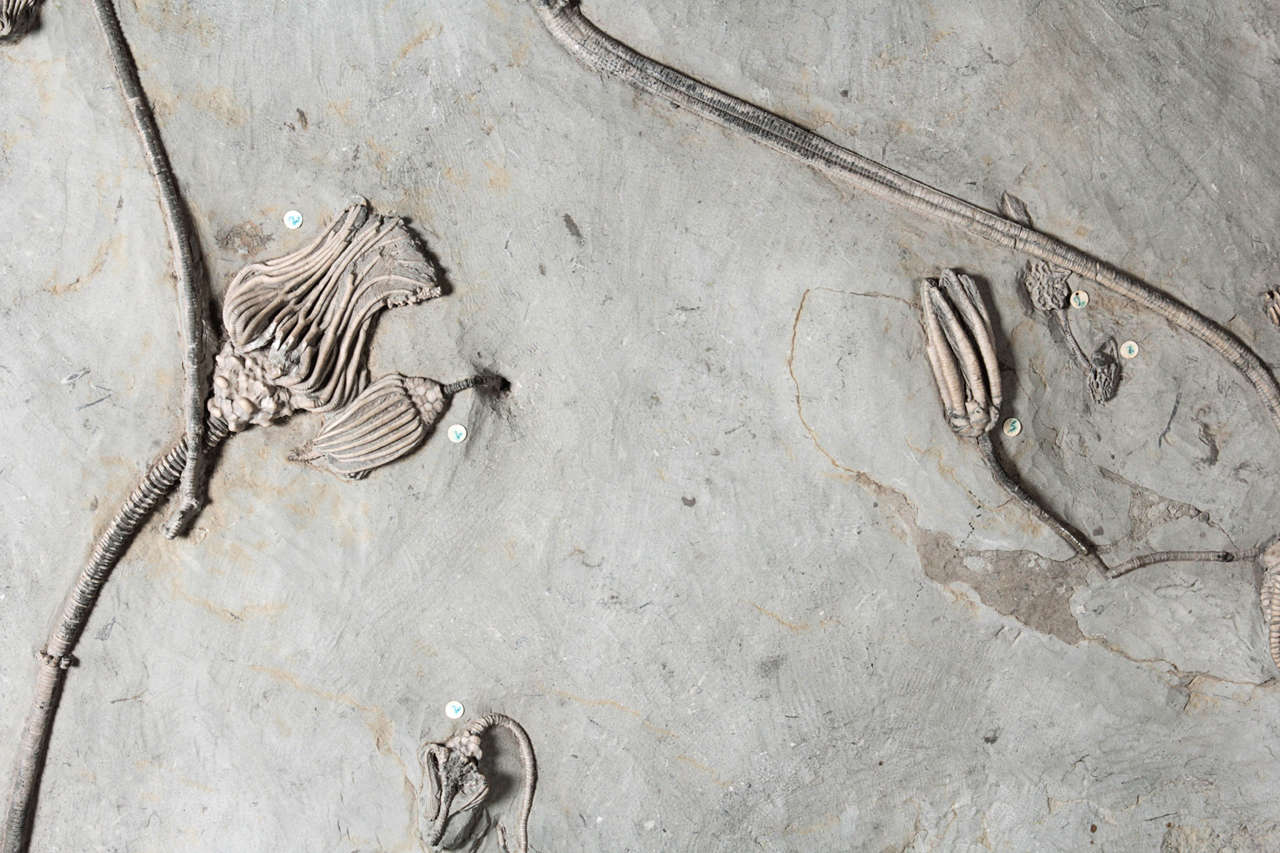 Fossilized Echinoderms on Stand