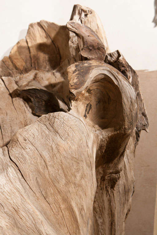Cypress Tree Stump Sculpture 2