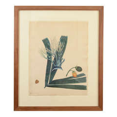 Anglo-Indian Watercolor of Areca Palm