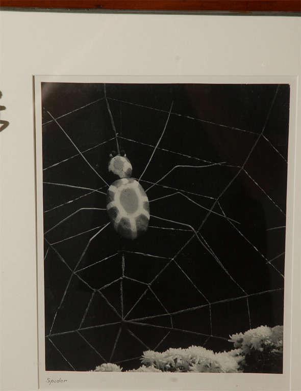 Spider Framed Spider Print