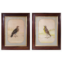  Pair Large "Feathers" Ornithological Collages of Birds: Meadow Lark Turtle Dove