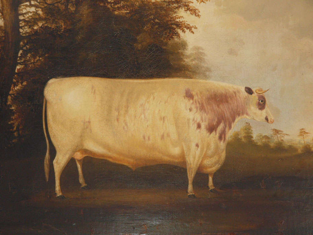 English Portait of Shorthorn Lincolnshire Ox, England, 18th century For Sale