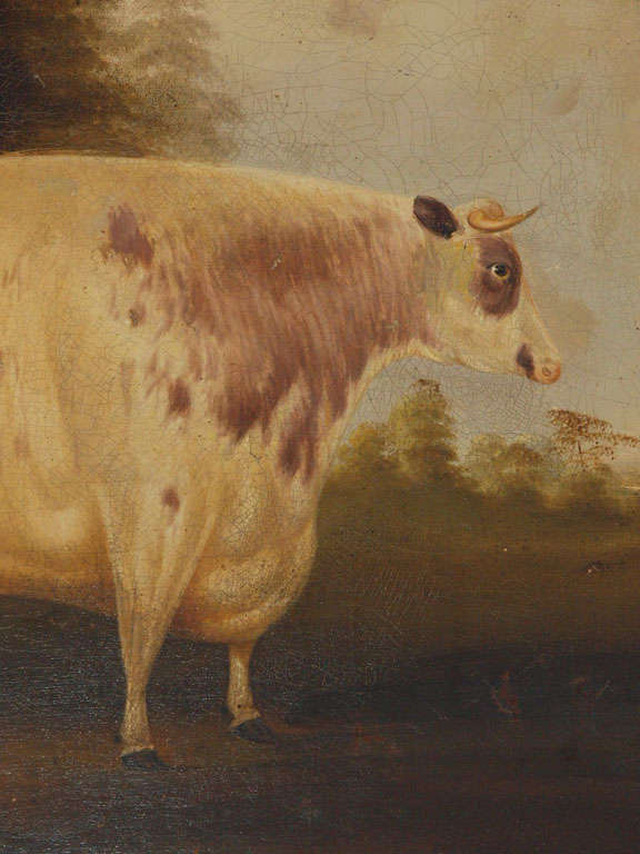 18th Century and Earlier Portait of Shorthorn Lincolnshire Ox, England, 18th century For Sale
