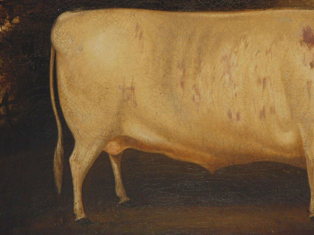 Canvas Portait of Shorthorn Lincolnshire Ox, England, 18th century For Sale