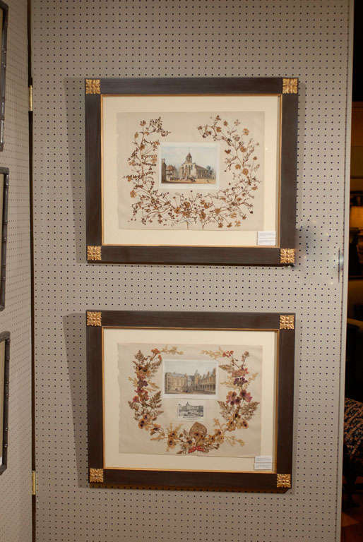 Set of 4 Dried Botanicals & Ferns c1870s 5