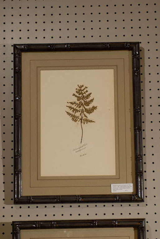 Set of 6 Antique Fern Studies by Mary Sterner c.1861