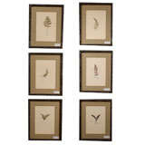 Set of 6 Antique Fern Studies by Mary Sterner c.1861