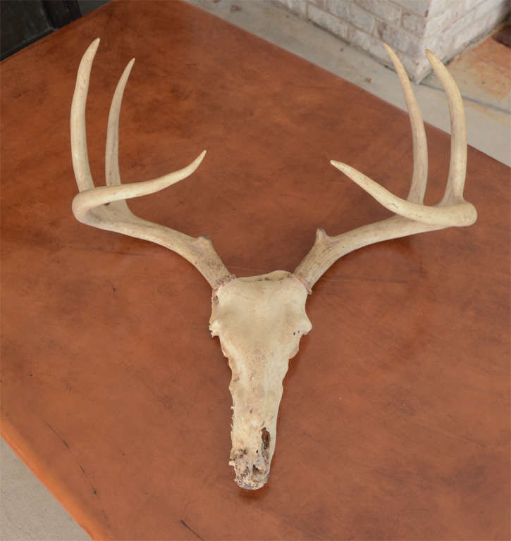 Vintage eight point deer antlers with skull.