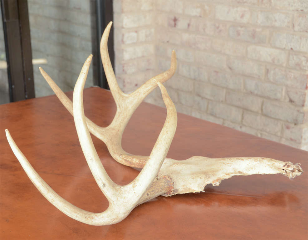 Deer Antlers at 1stdibs
