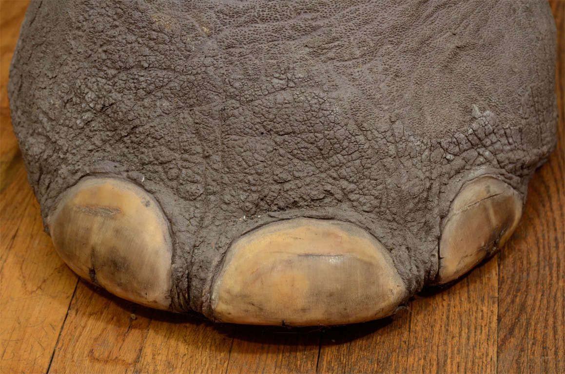 Porte-parapluies à pied d'éléphant avec intérieur en cuivre. 

Consultez notre collection complète sur www.johnsalibello.com