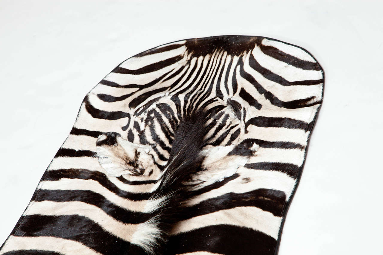 Beautiful zebra rug. Backed with wool and trimmed with the leather.