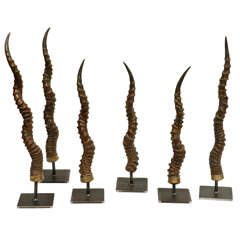 Black Buck Antelope Horns on Steel Stands