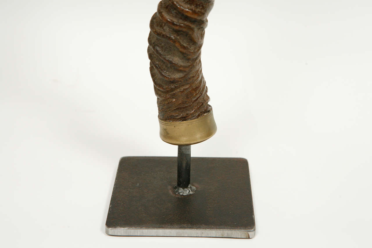 black buck horns for sale