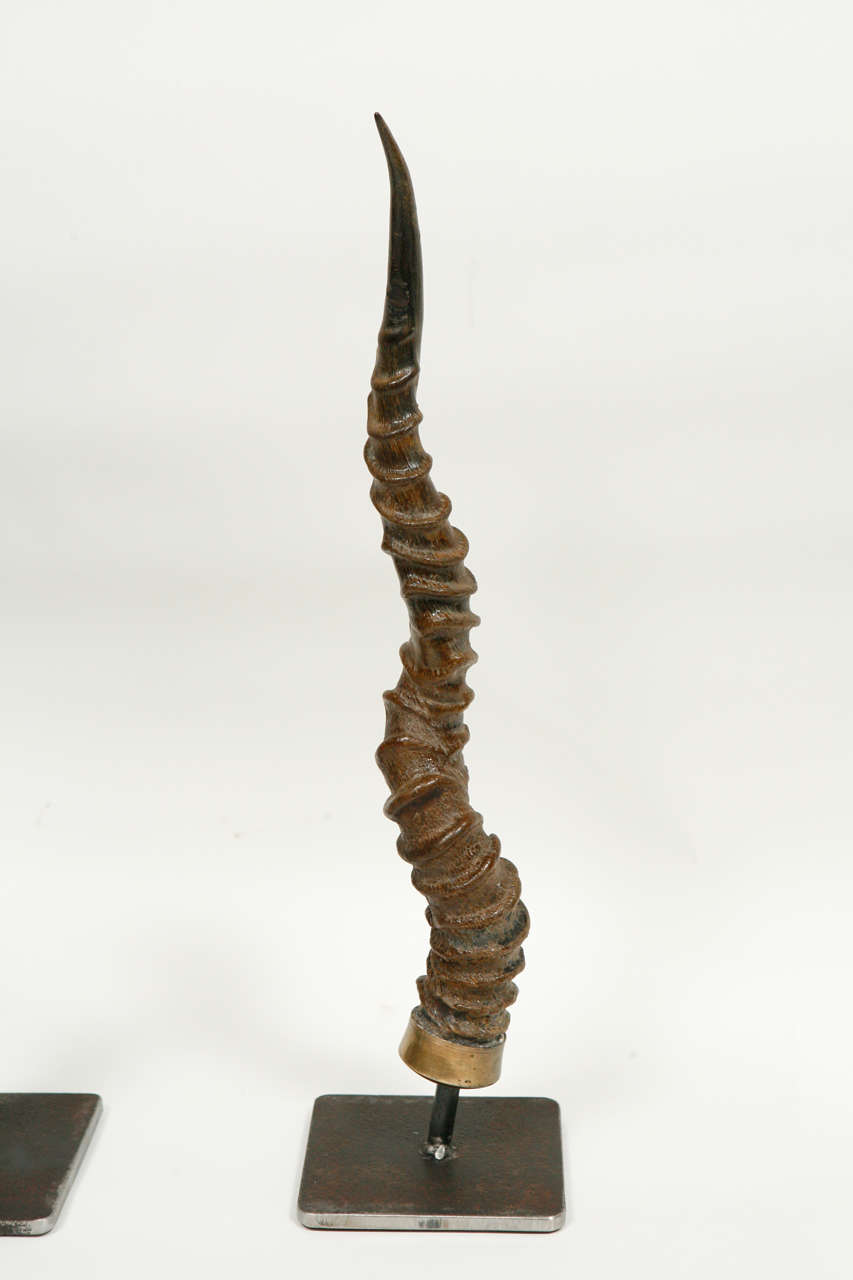 antelope horns for sale