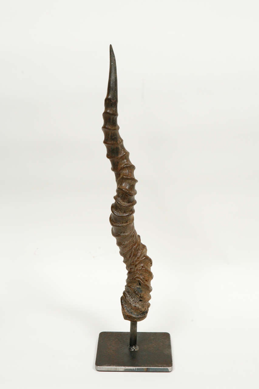 Victorian Black Buck Antelope Horns on Steel Stands For Sale