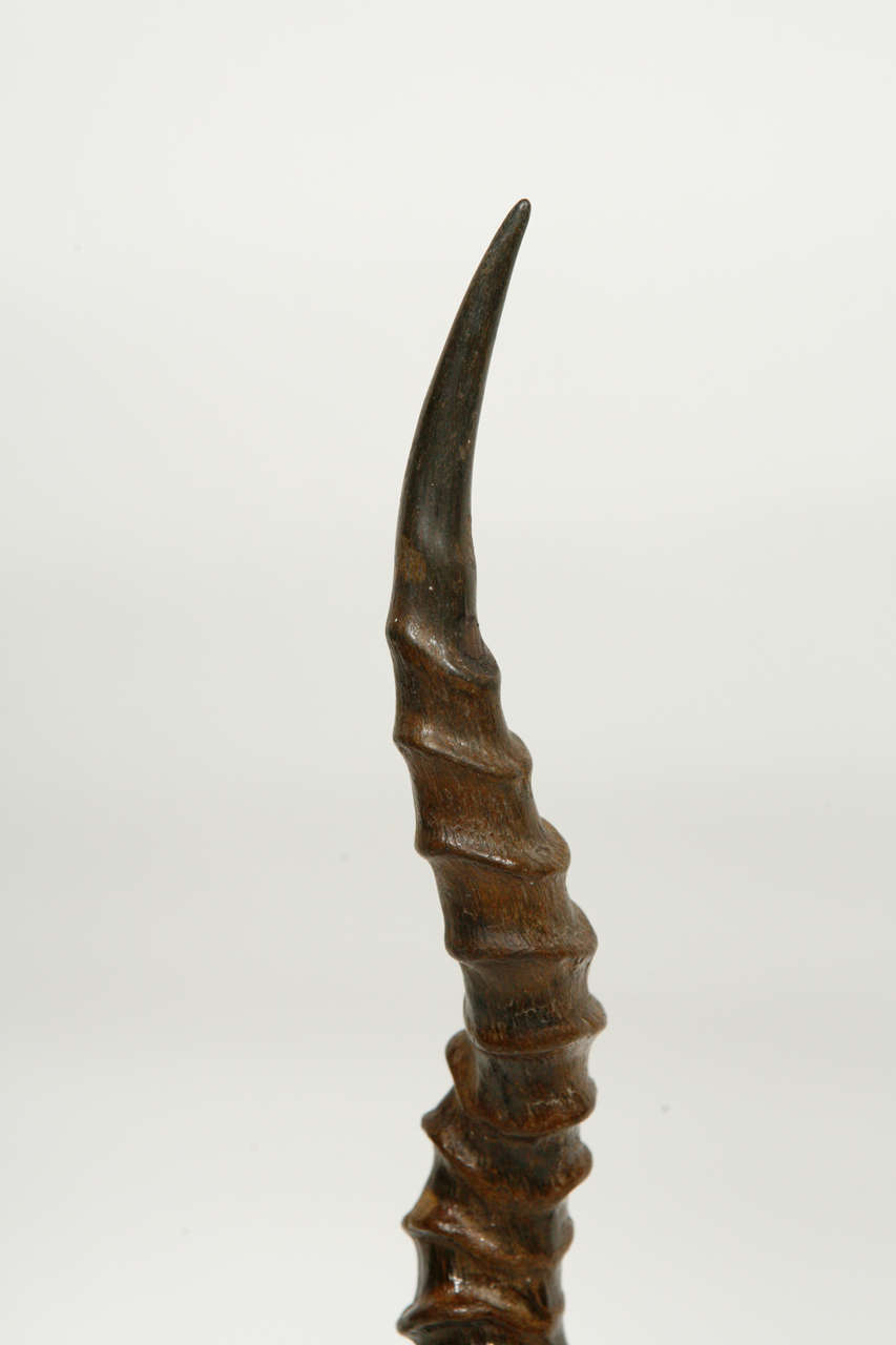 British Black Buck Antelope Horns on Steel Stands For Sale