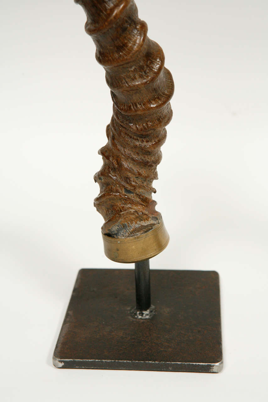 Black Buck Antelope Horns on Steel Stands In Good Condition For Sale In Culver City, CA