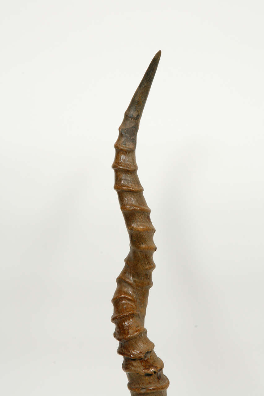 19th Century Black Buck Antelope Horns on Steel Stands For Sale