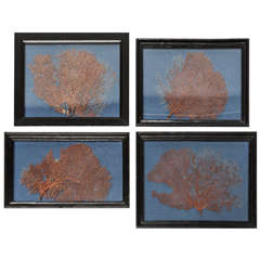 Set of four Red Sea Corals with Antique Frames.