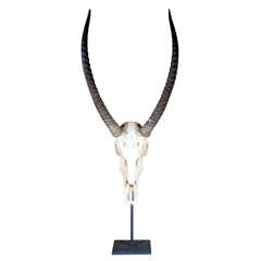 Water Buck Skull and Antlers